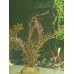 Растение Ротала роундифолия H`ra (Rotala rotundifolia H`ra) , цена за 1 веточку высотой 10-15см